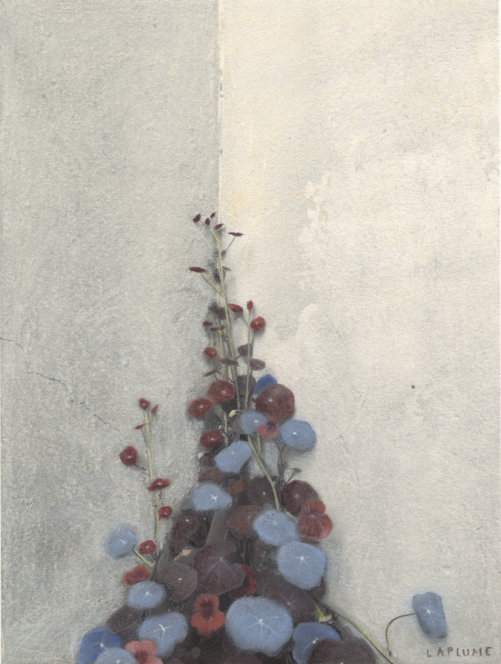 Enredadera Enredadera