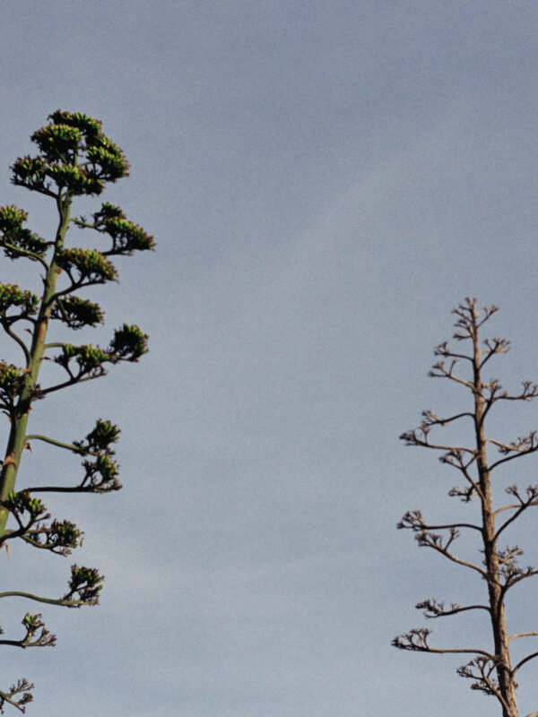 Agave II