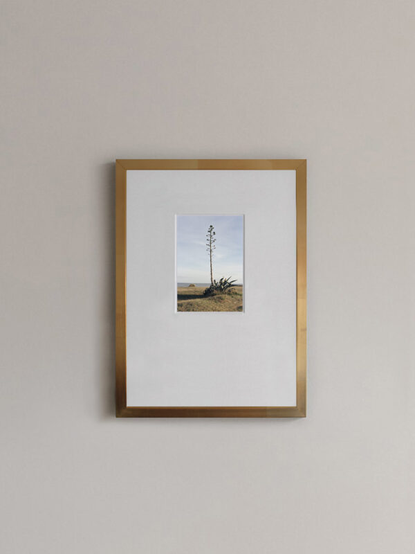 Agave Nº1