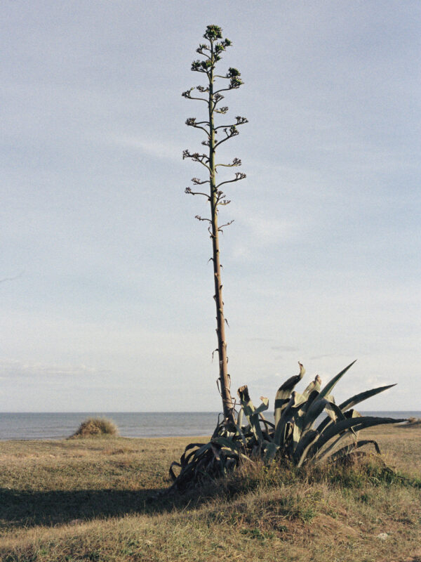 Agave Nº1
