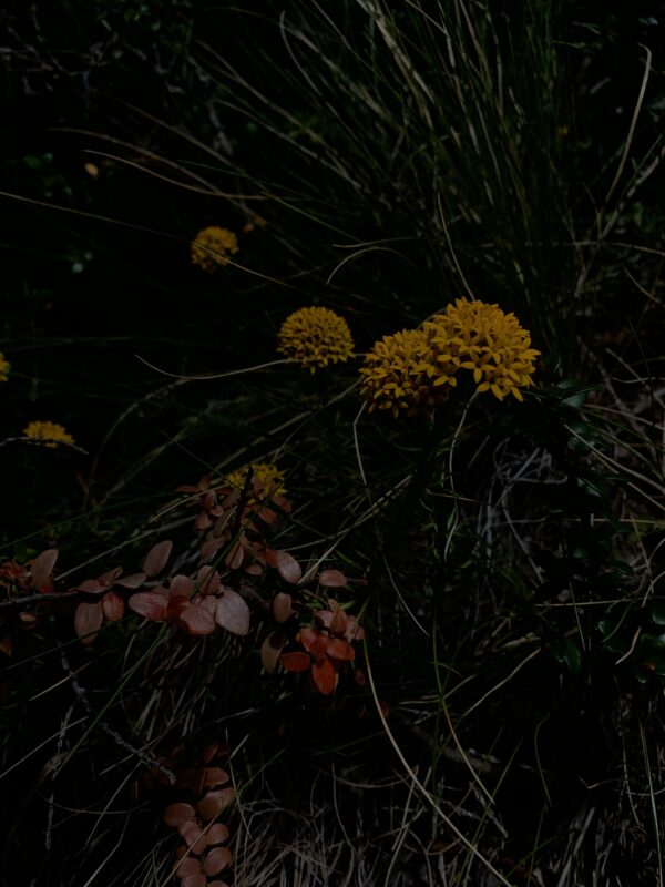 Flores Silvestres