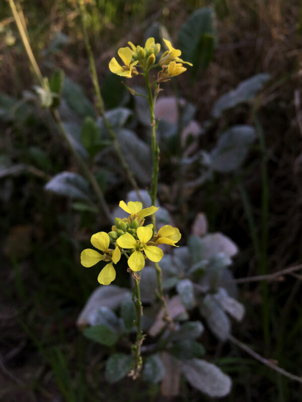 Flor Amarilla
