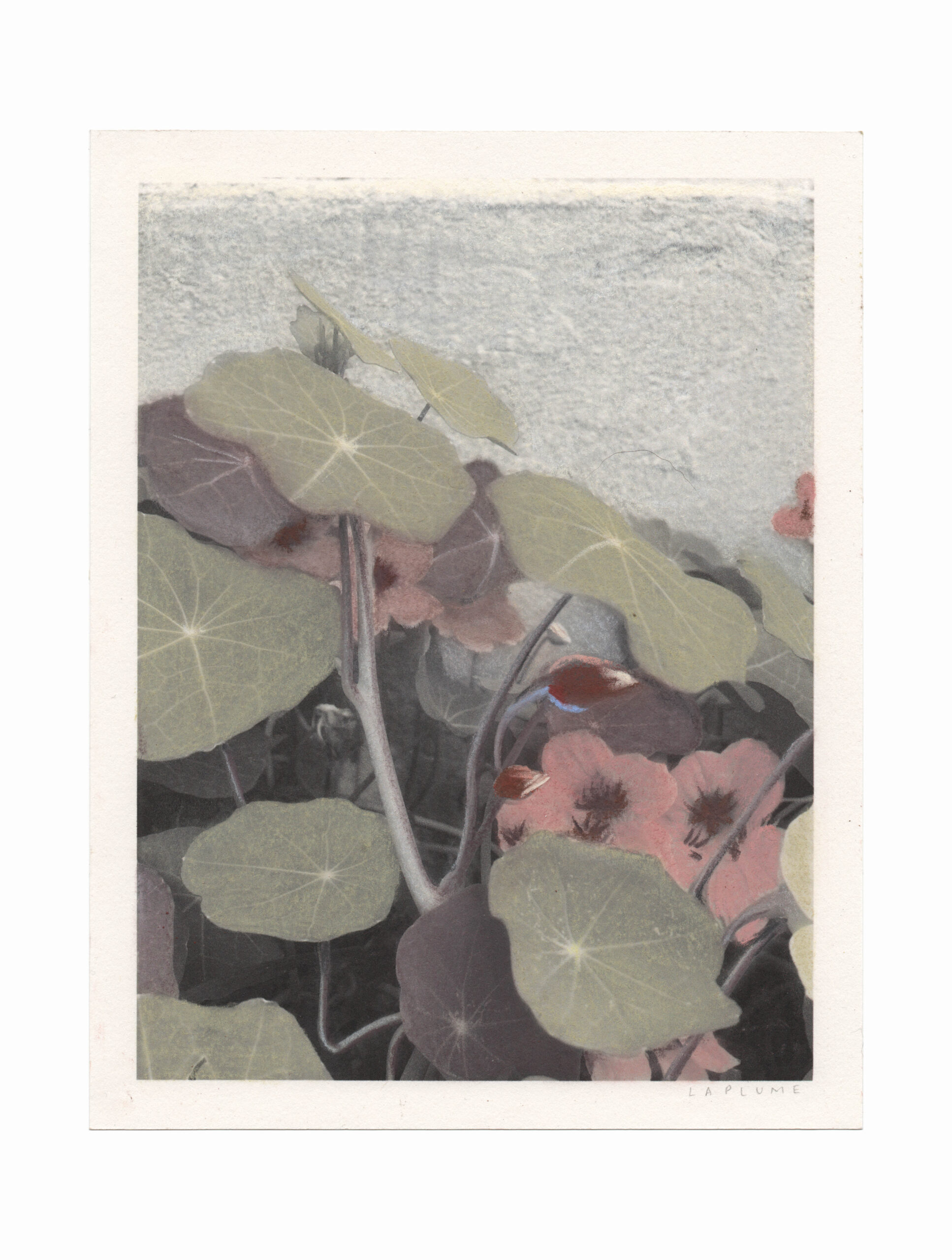 Capuchinas II Capuchinas II