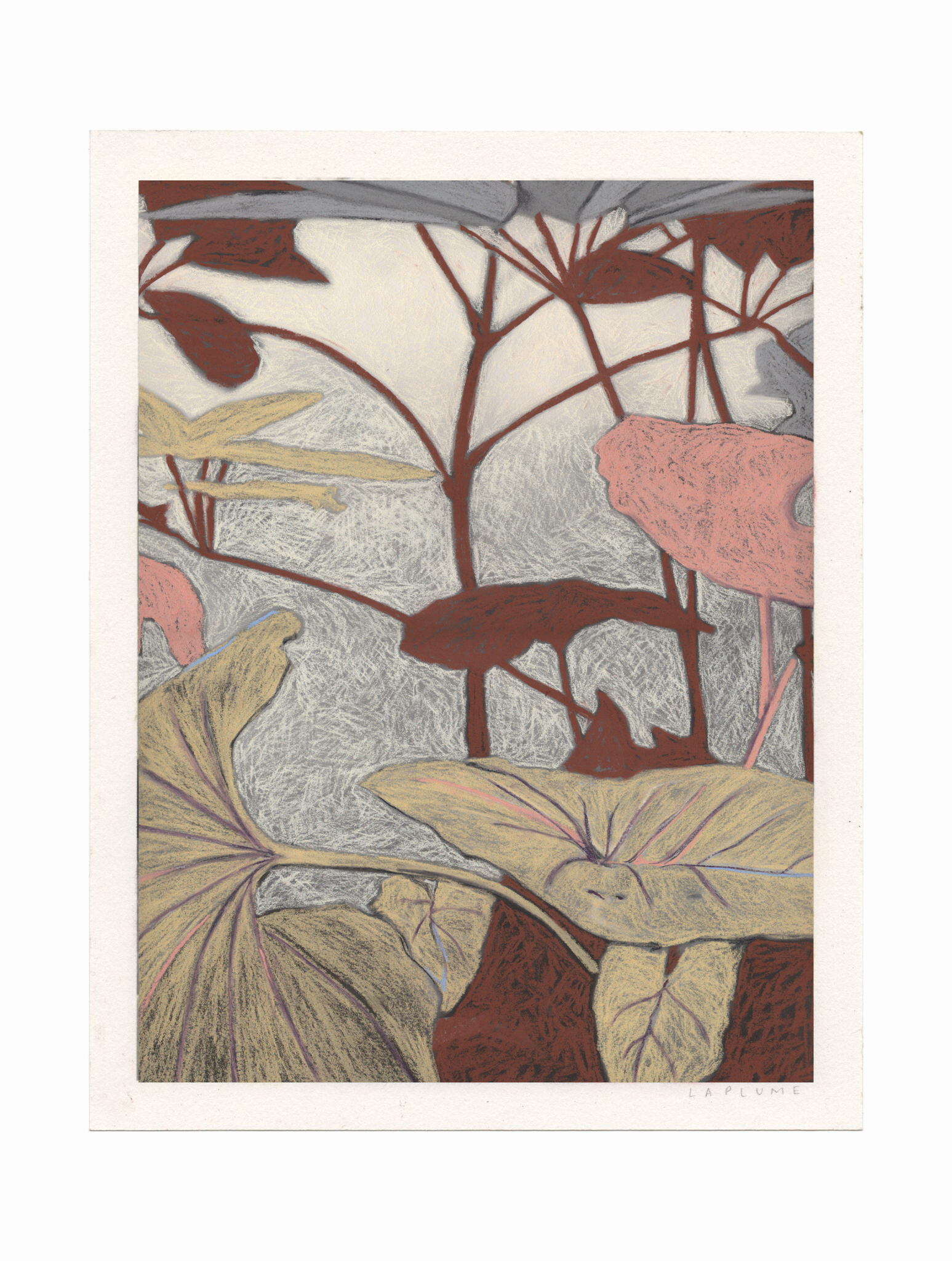 Syngonium III Syngonium III
