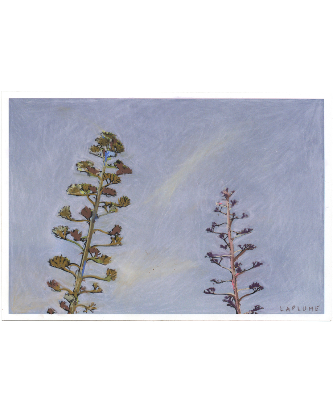 Agaves Tiza Agaves Tiza