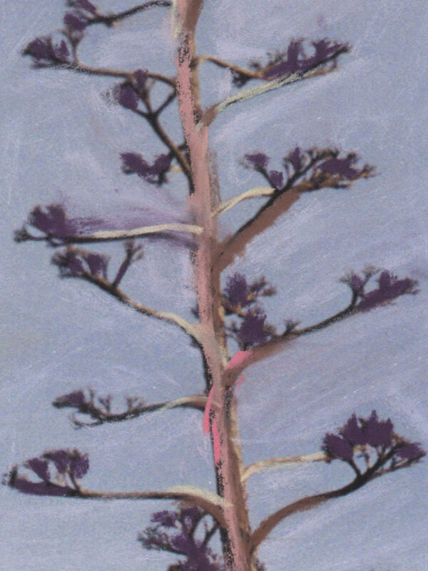 Detalle Agaves Tiza