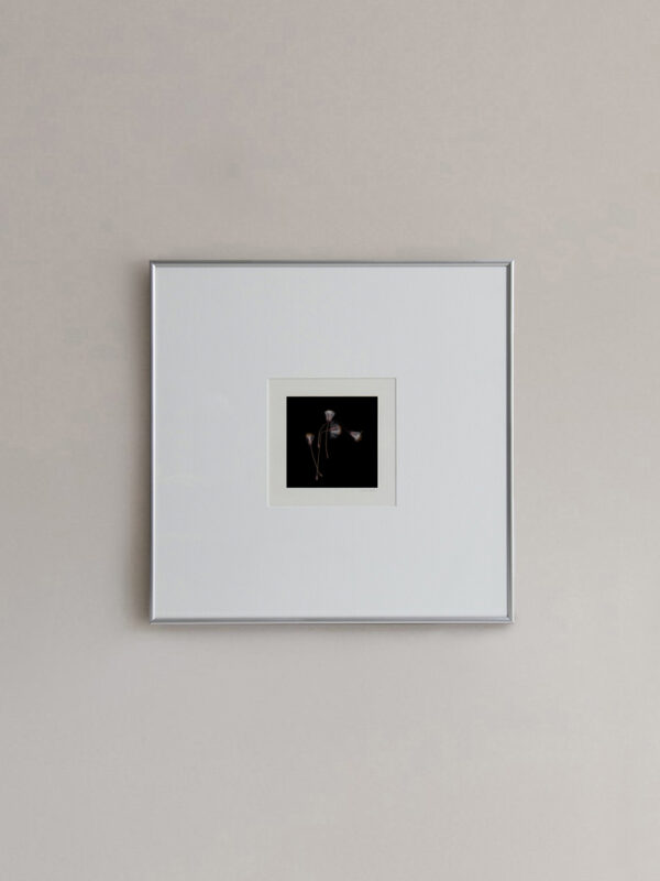 Ortiga de Terciopelo