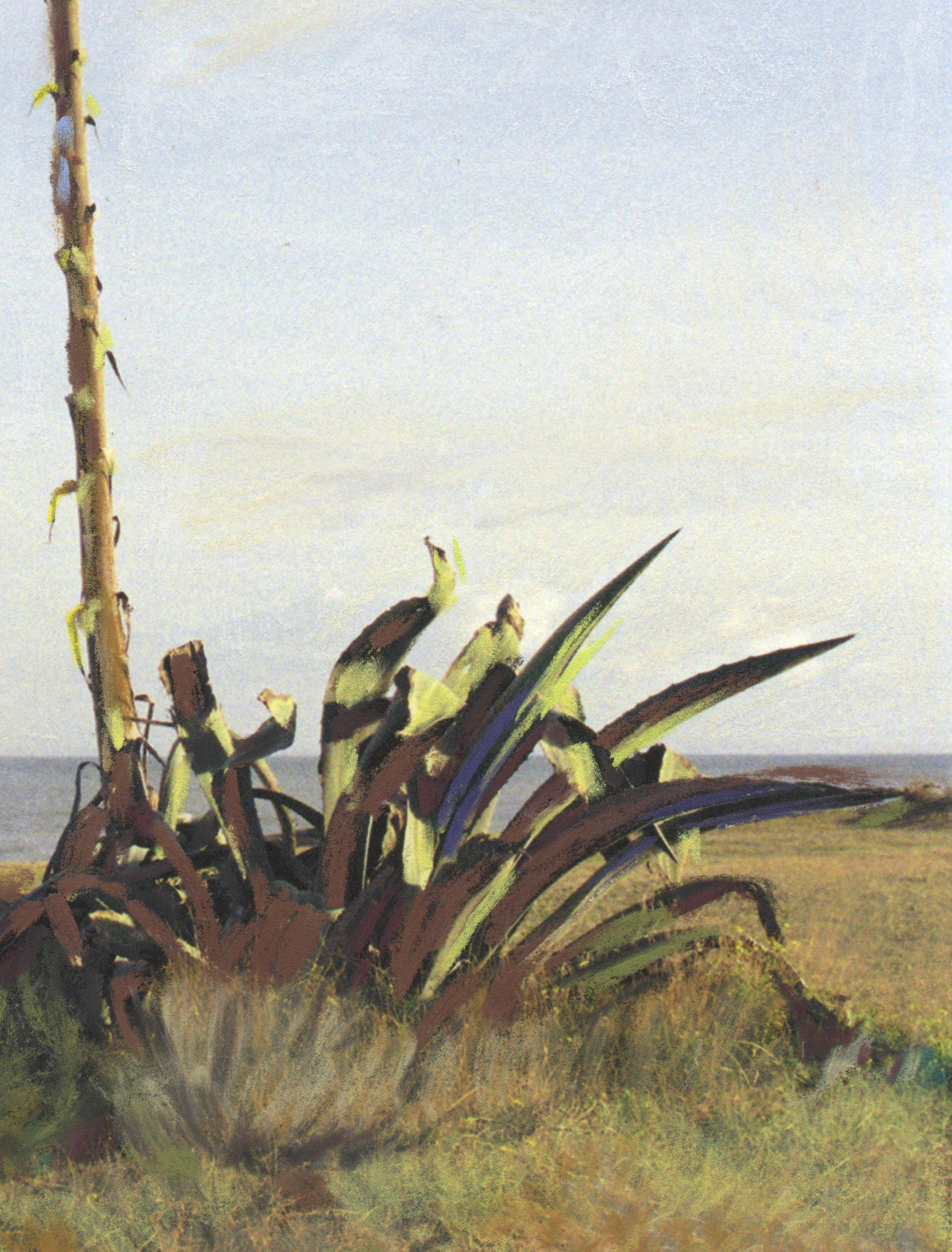 Agave_Detalle_I Agave_Detalle_I