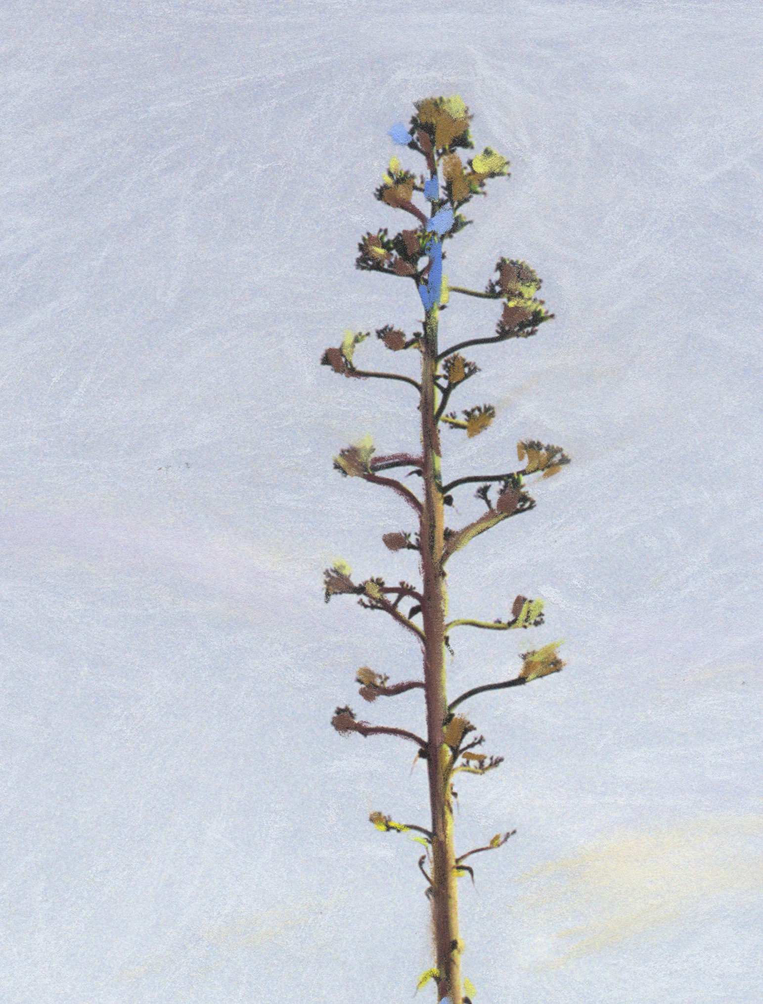 Agave_Detalle_II Agave_Detalle_II