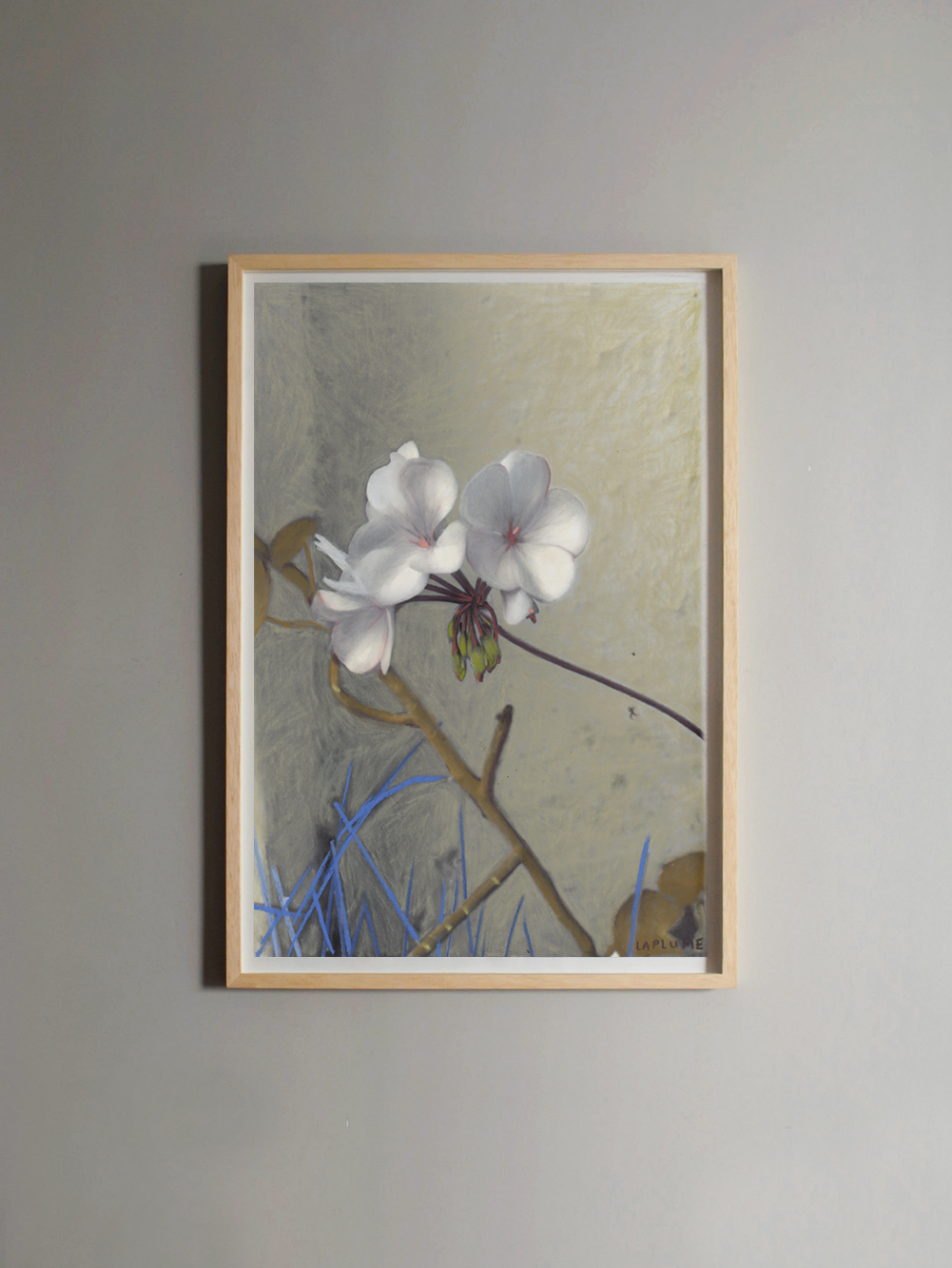 Jardín Malvón Jardín Malvón