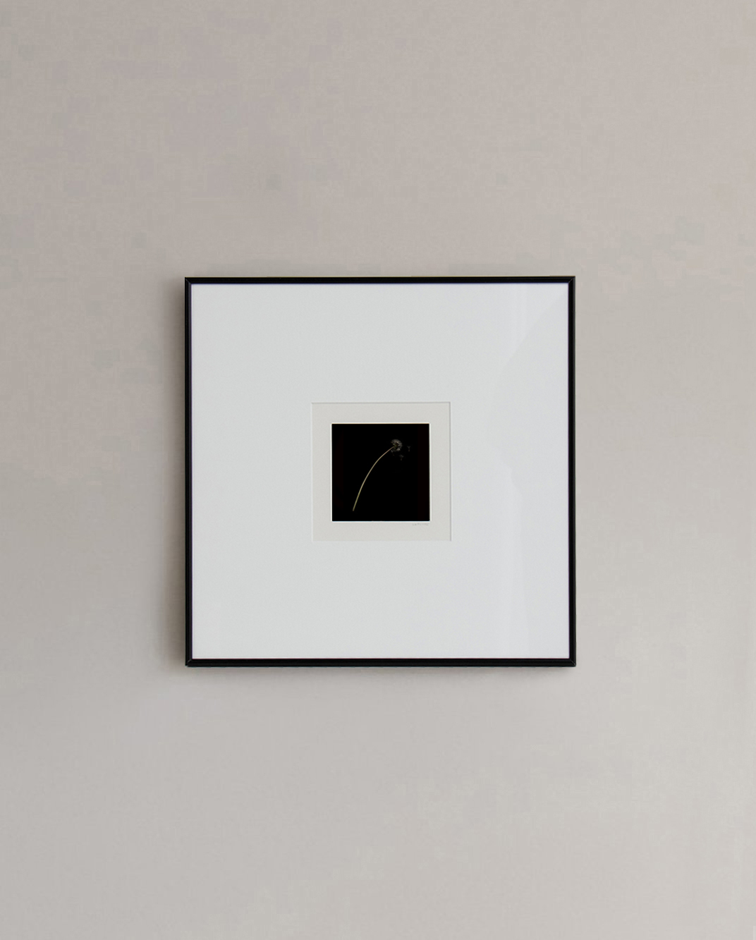 Diente de León 4 Diente de León 4