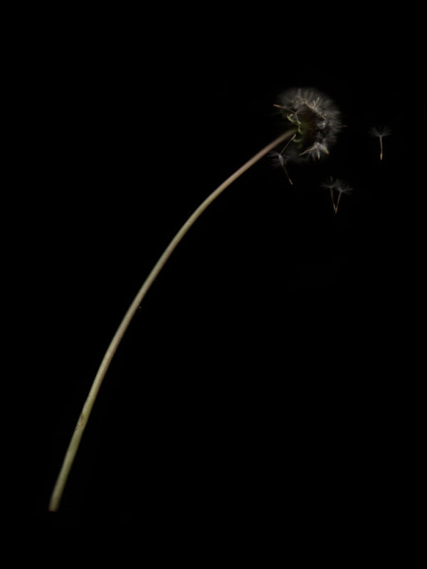 Diente de León 4 Detalle