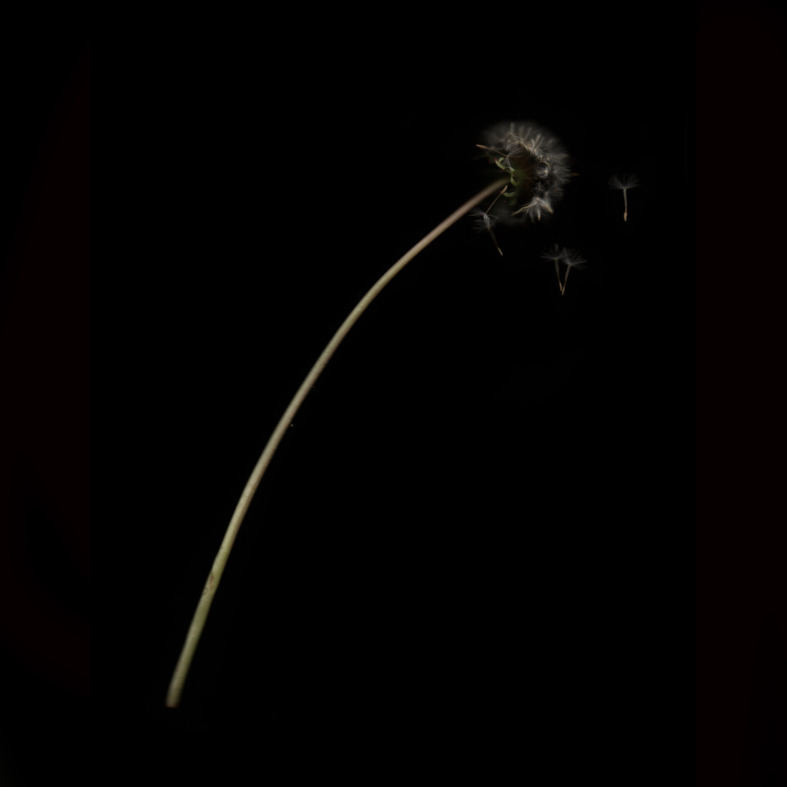 Diente de León 4 Detalle Diente de León 4 Detalle