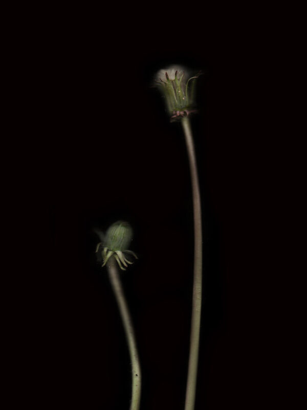 Diente de León 2 Detalle