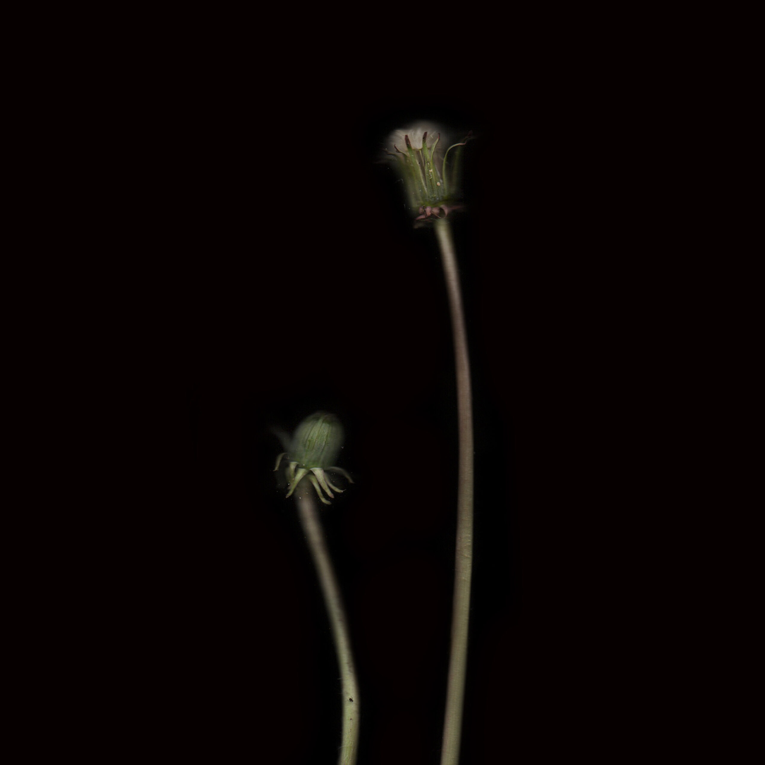 Diente de León 2 Detalle Diente de León 2 Detalle