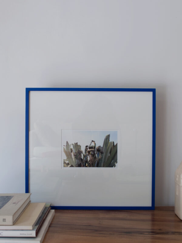 Cardo y Agave Varilla Azul