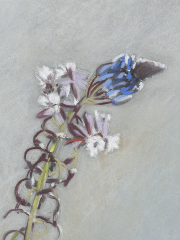 Flor de Serpiente Detalle