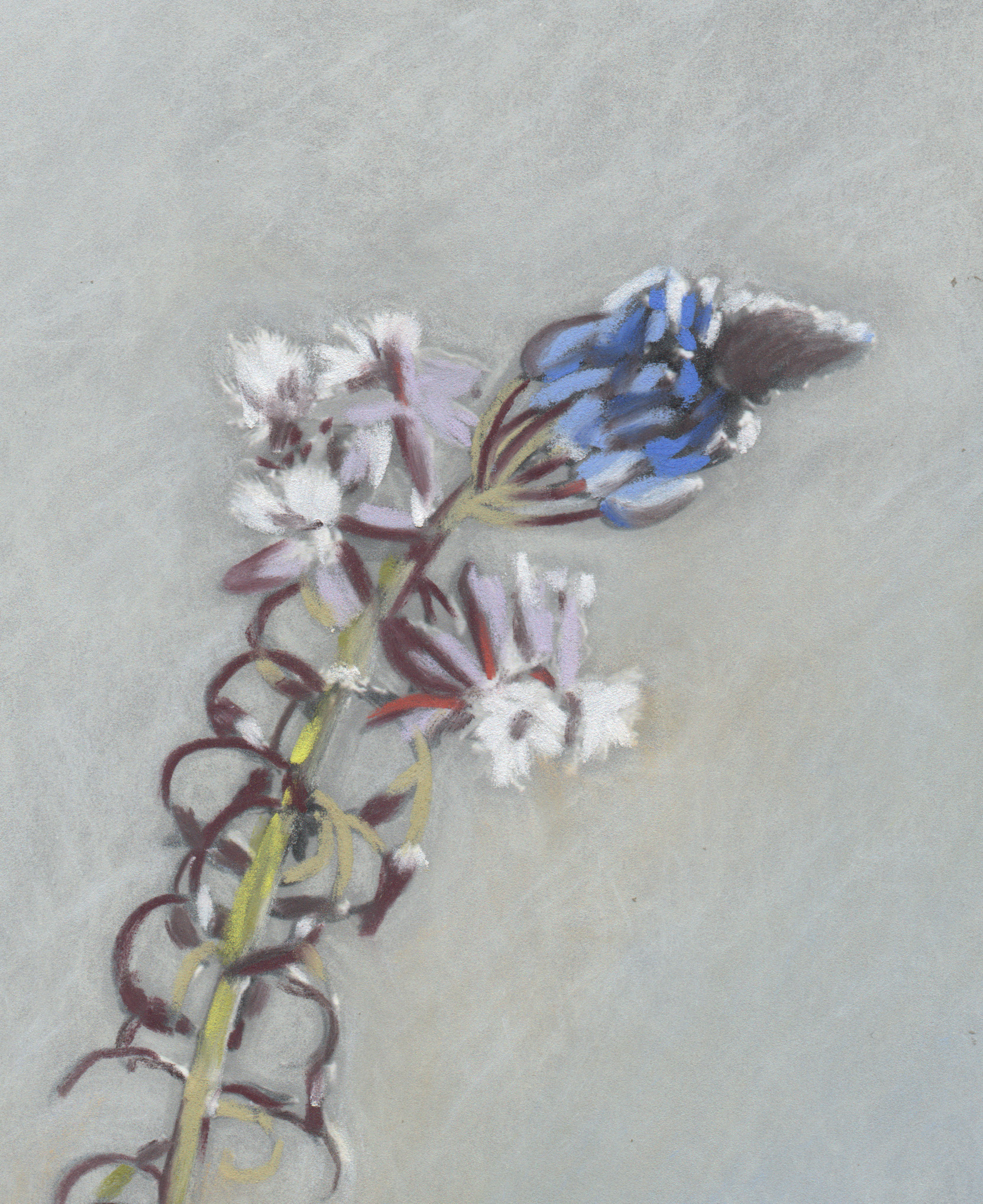 Flor de Serpiente Detalle Flor de Serpiente Detalle