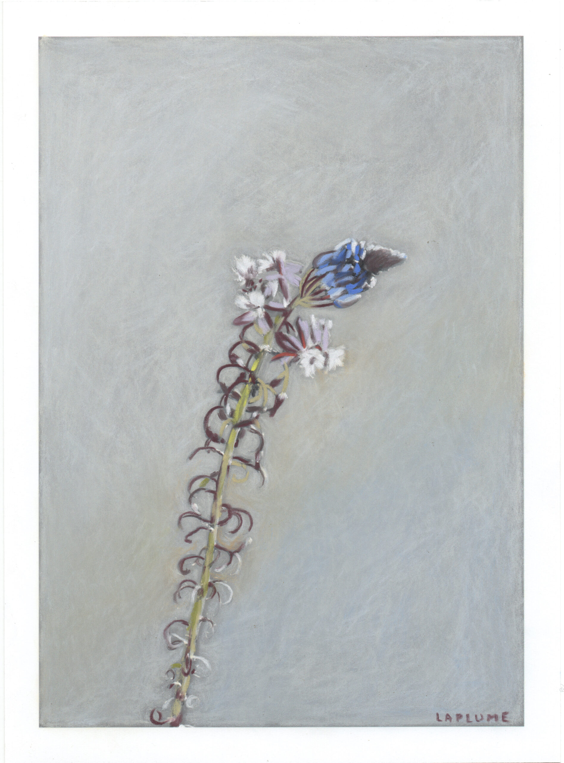 Flor de Serpiente Flor de Serpiente