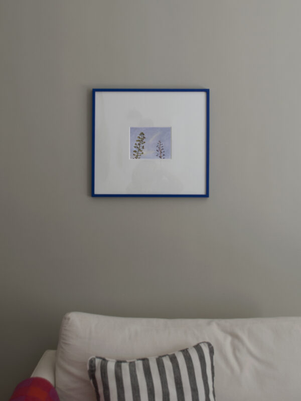 Agaves Tiza Cuadrado Azul