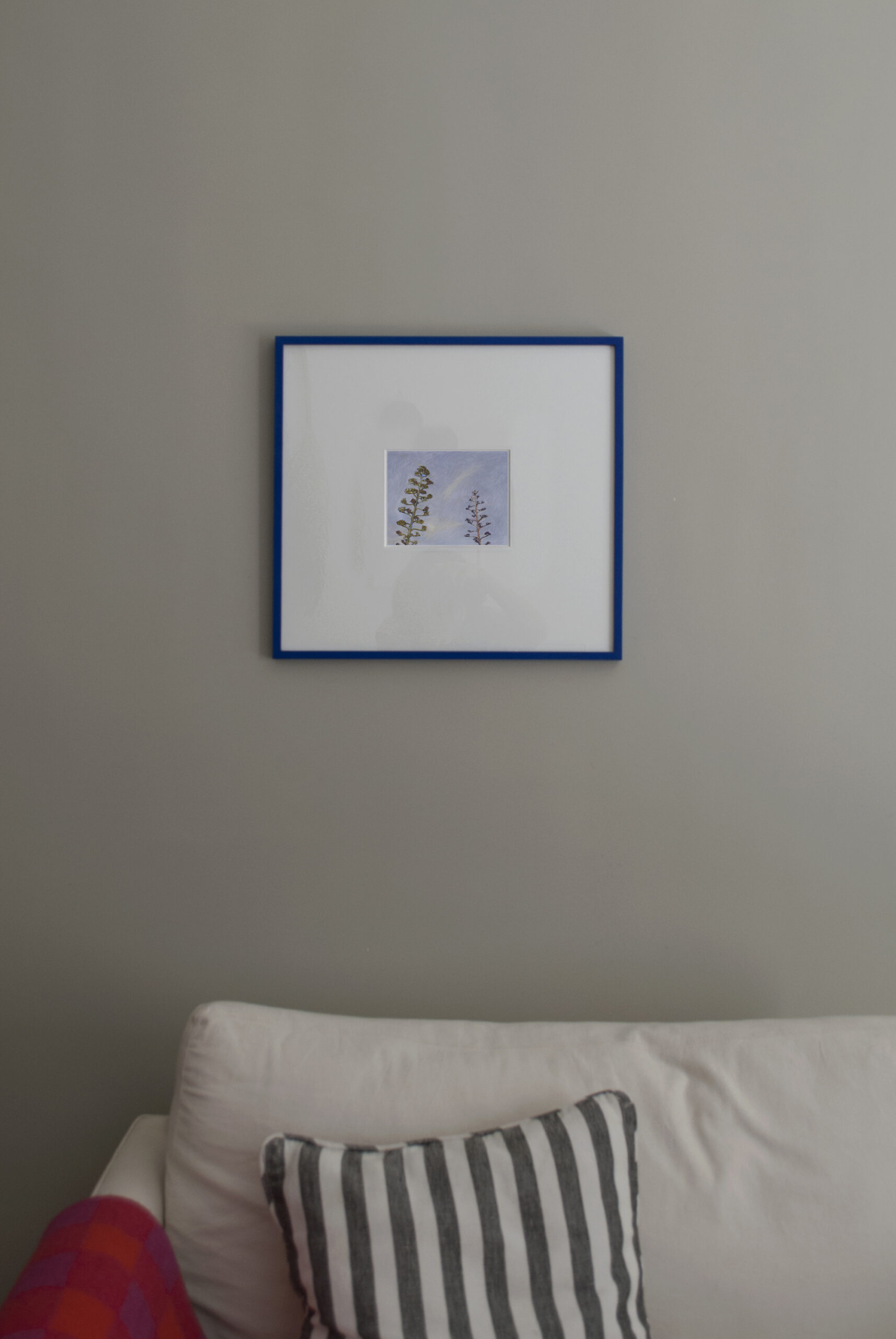 Agaves Tiza Cuadrado Azul Agaves Tiza Cuadrado Azul