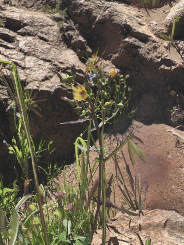 Diente de León Azul