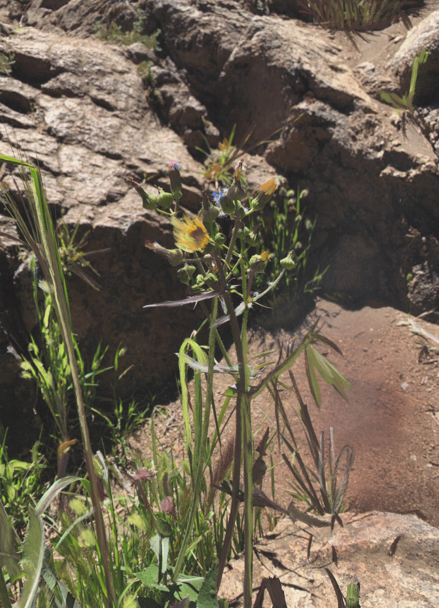Diente de León Azul Diente de León Azul