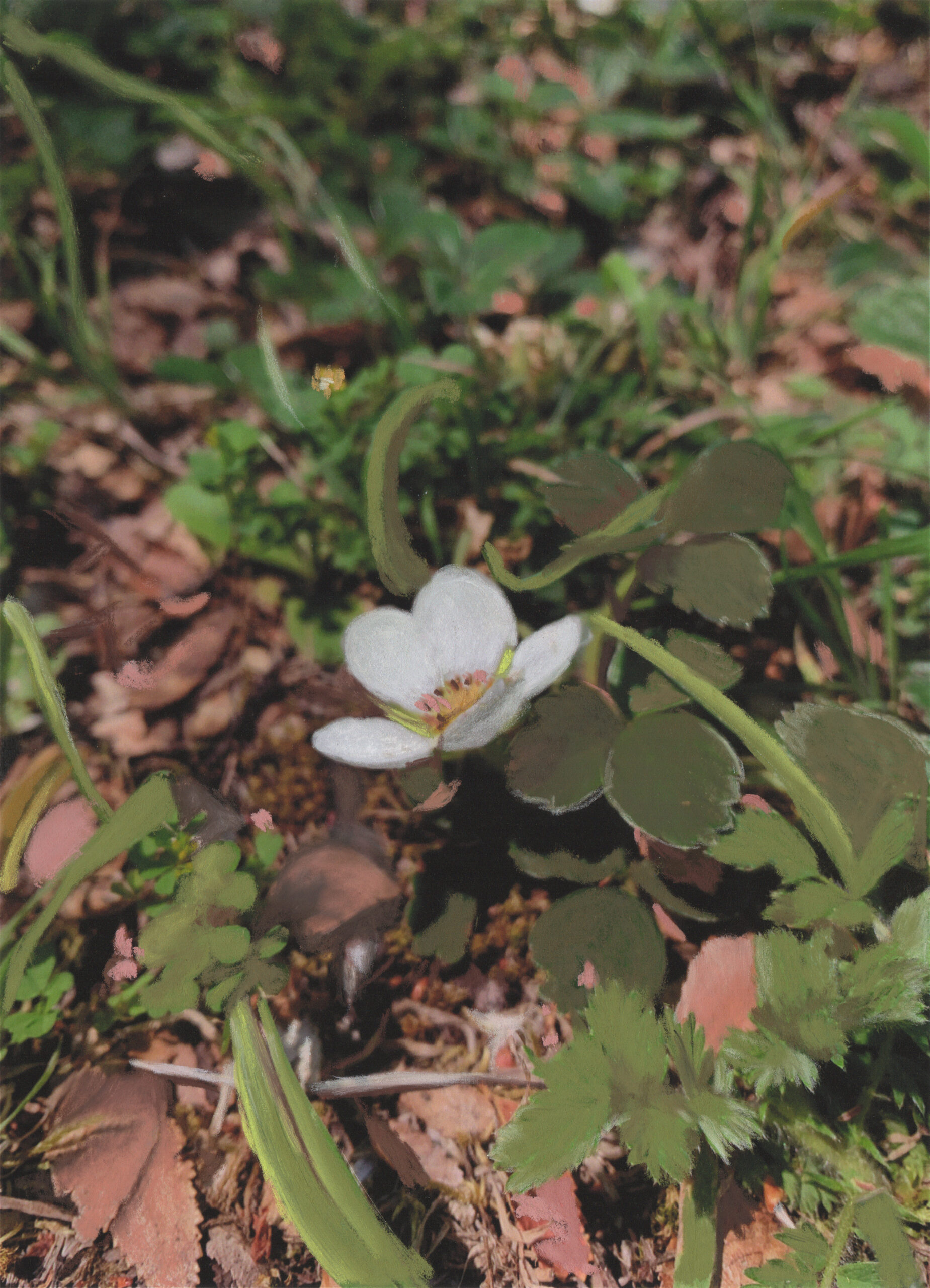 Flor Blanca Sur Flor Blanca Sur