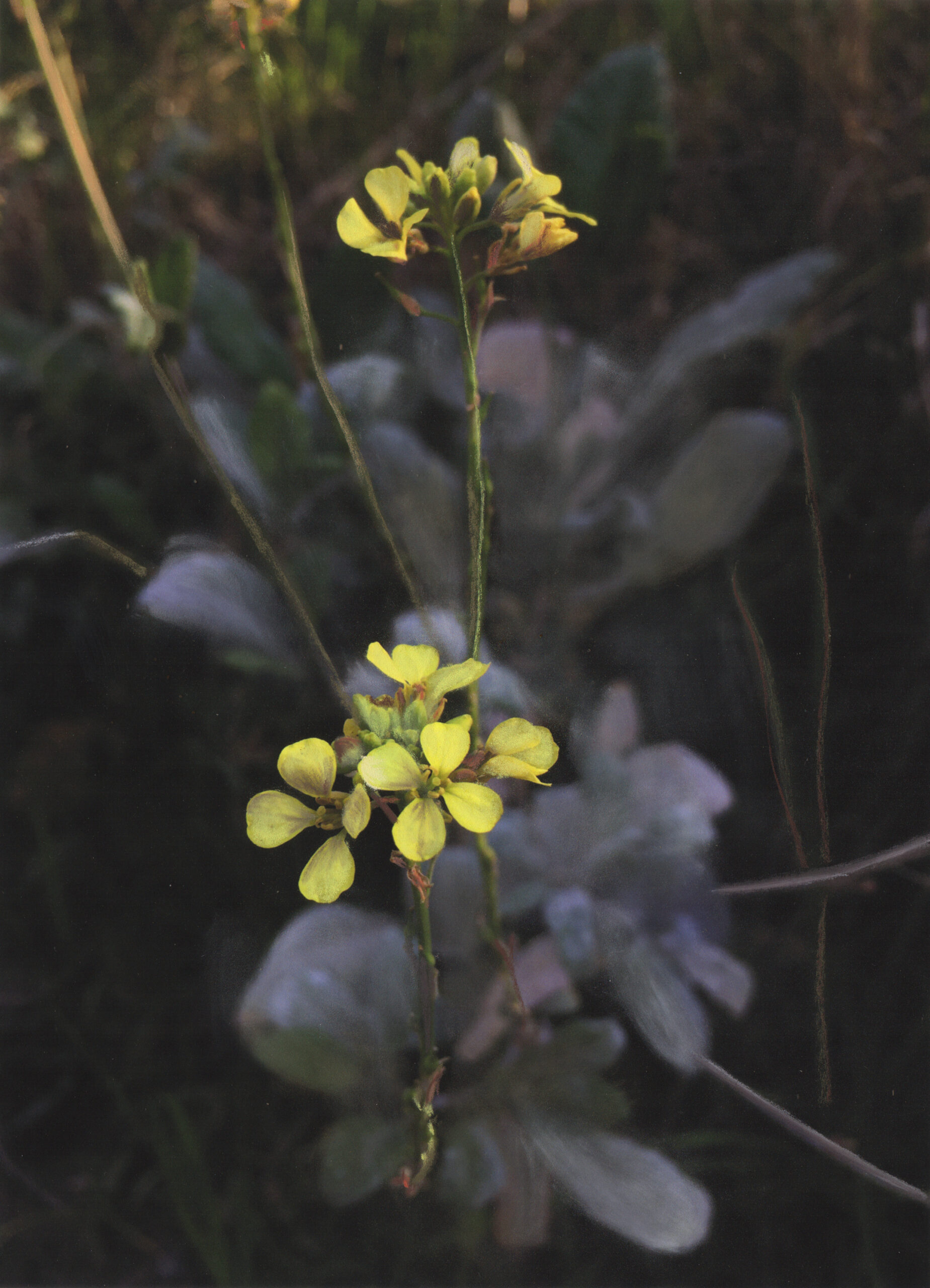 Flores Amarillas Flores Amarillas