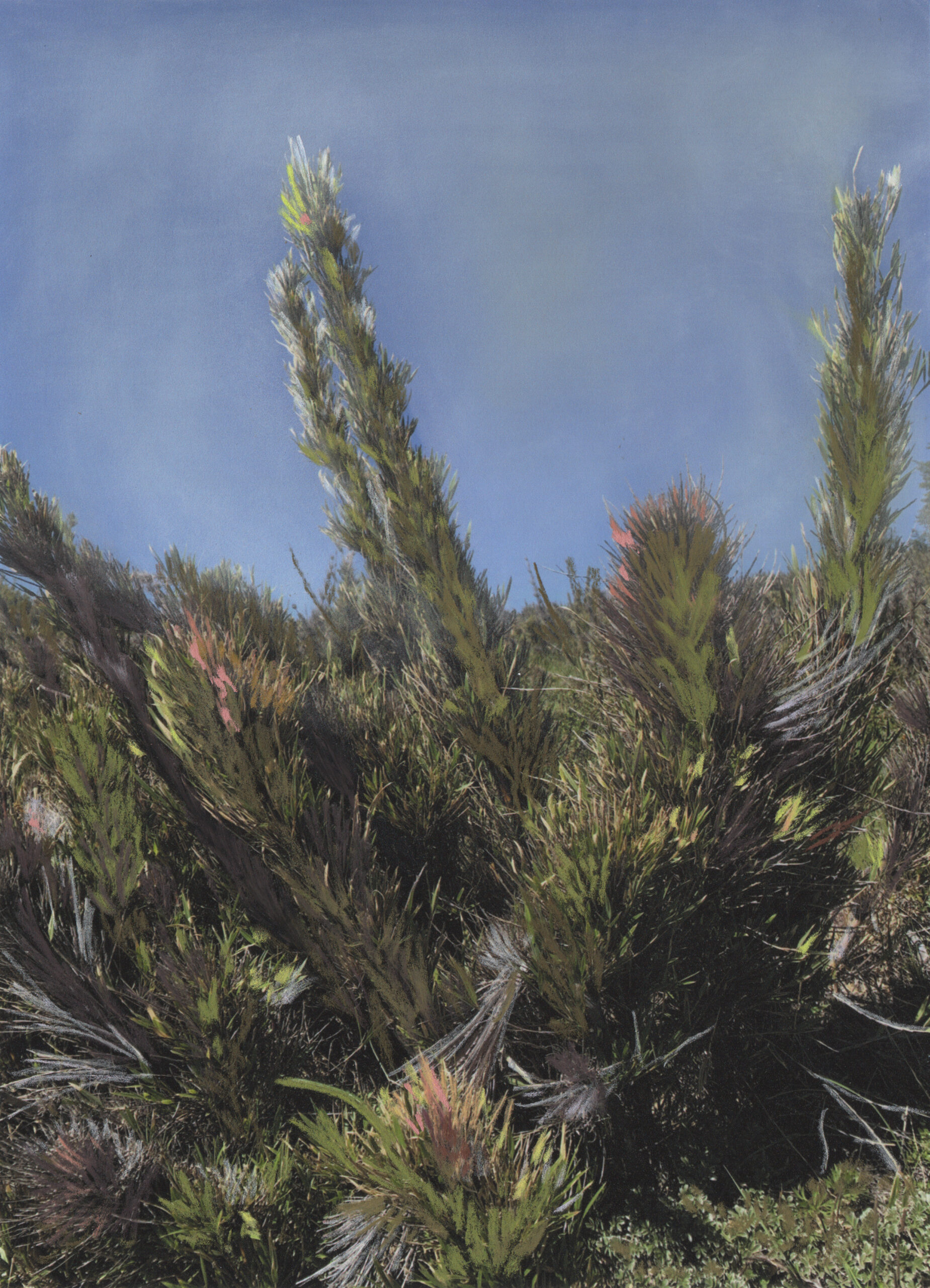 Penachos Sur Penachos Sur